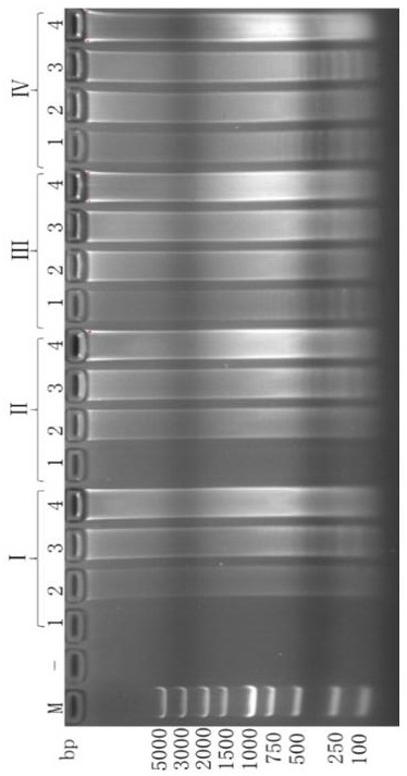 A primer set, reagent and method for detecting feline parvovirus based on polymerase helical reaction