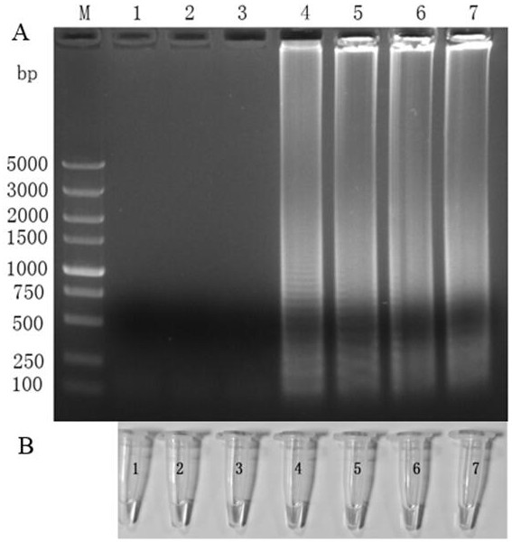 A primer set, reagent and method for detecting feline parvovirus based on polymerase helical reaction