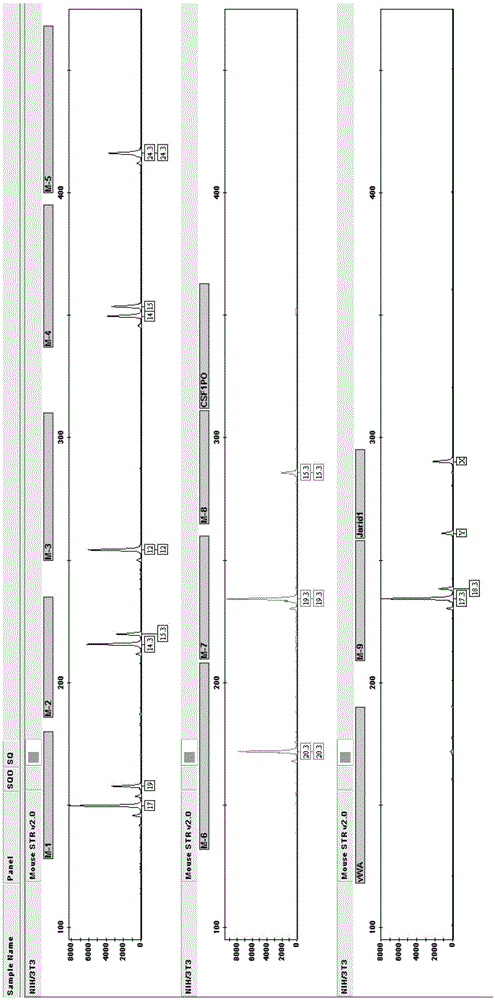 Multiplex amplification system and detection kit for short tandem repeat sequence of mouse