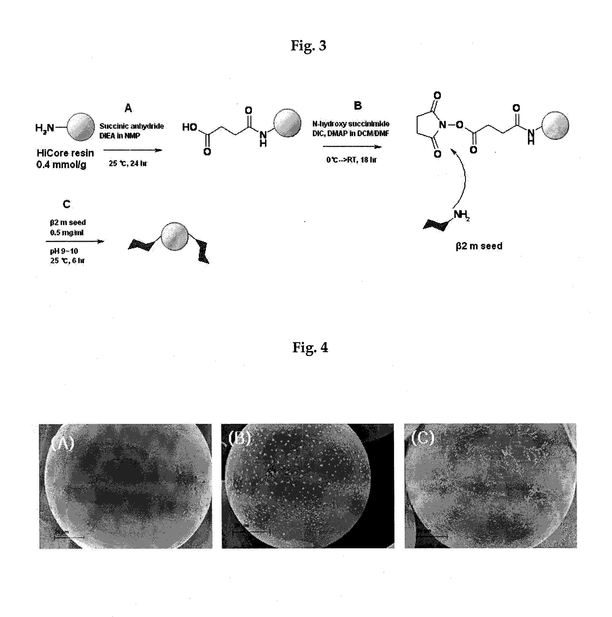 Seed-conjugated polymer support
