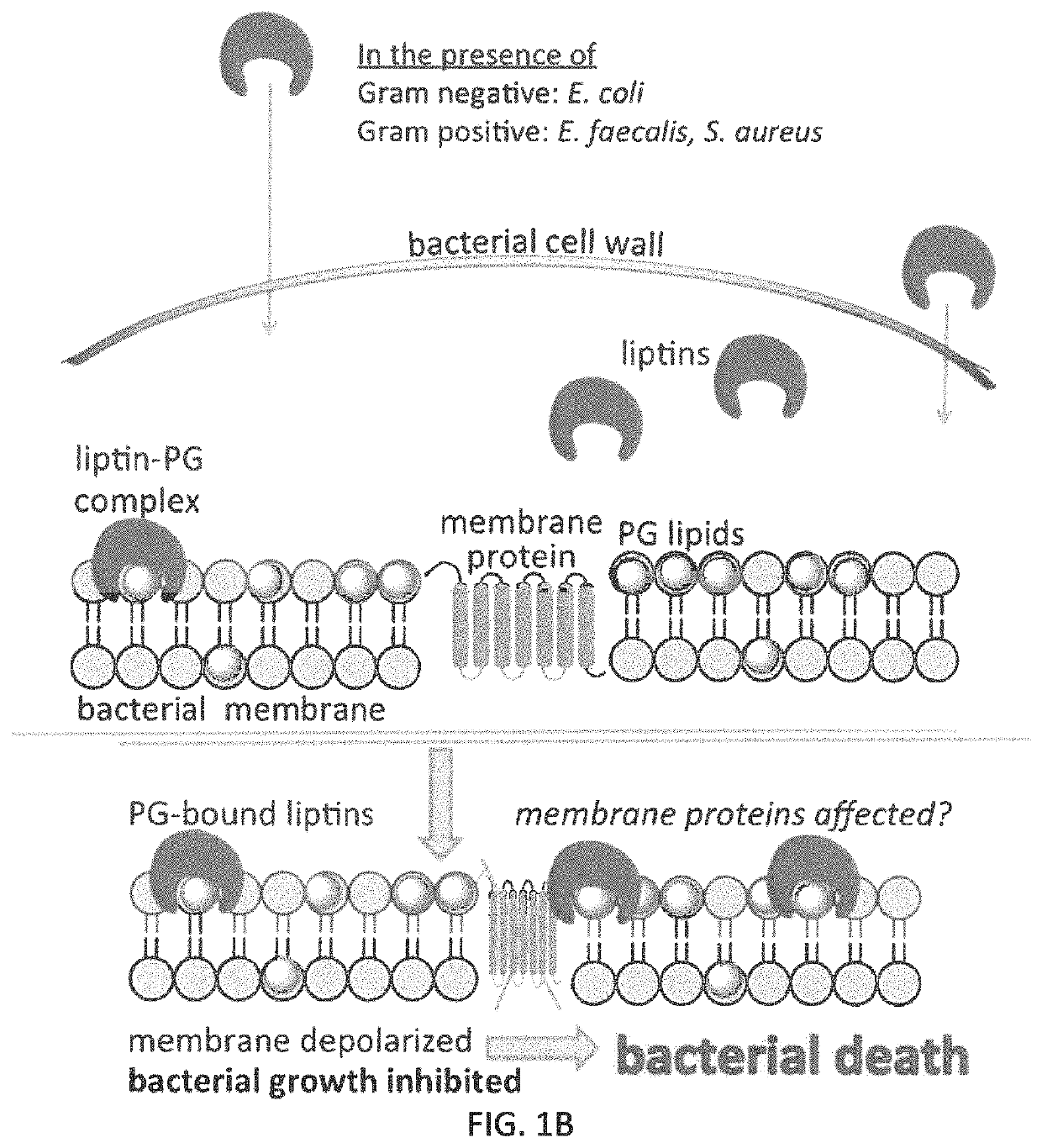 Compounds for inhibiting bacterial growth via phosphatidylglycerol binding