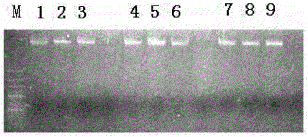 Method for extracting DNA of cyst parasites of heterodera glycines