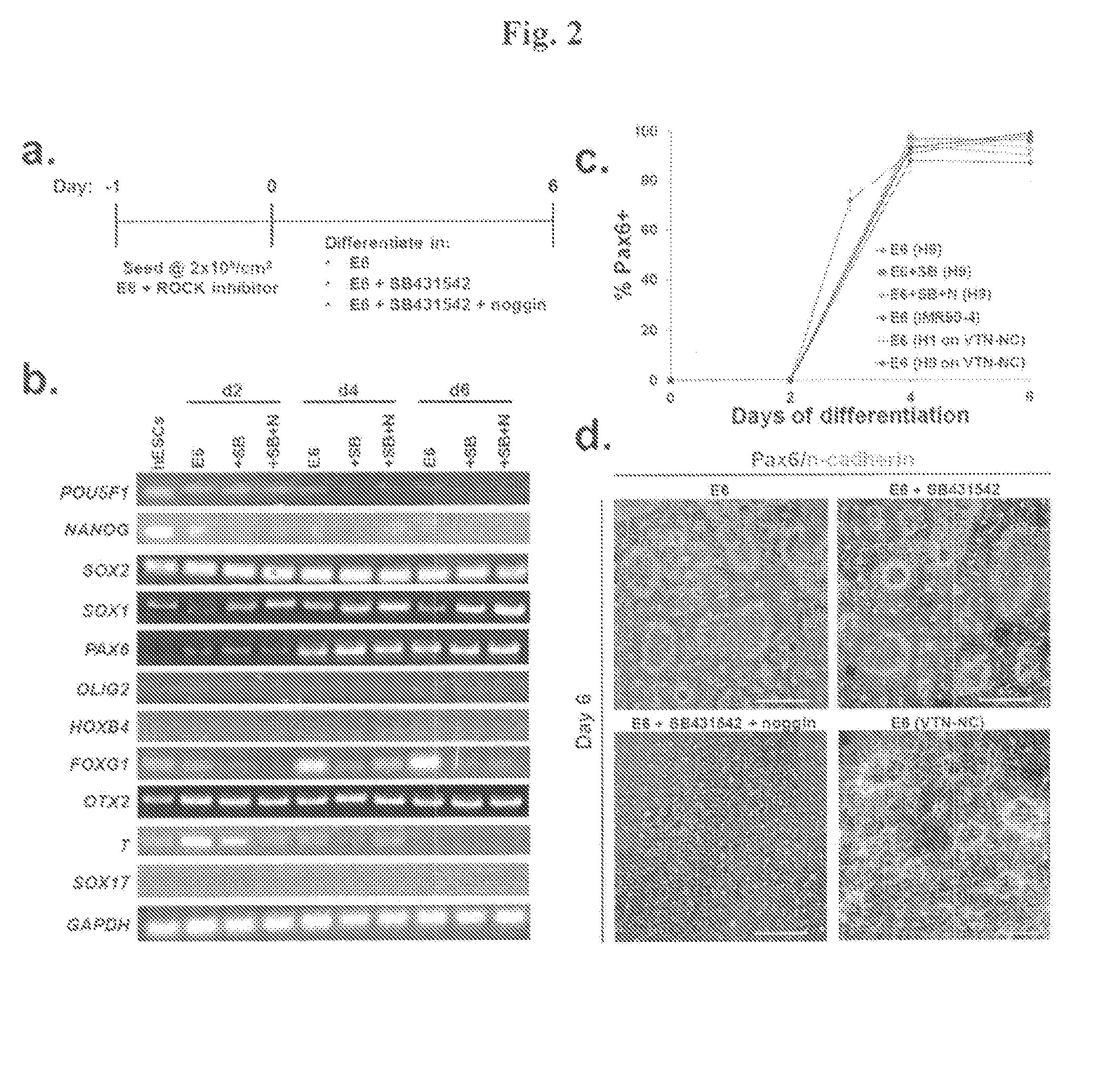 Simplified Compositions and Methods for Generating Neural Stem Cells From Human Pluripotent Stem Cells