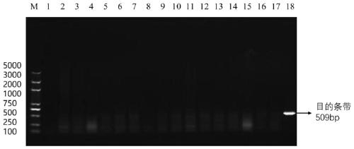 Specific PCR primers used for detecting mycoplasma capricolum subsp. capripneumoniae