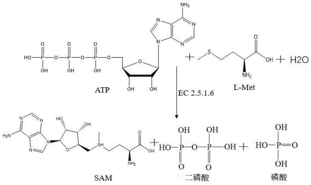 A kind of S-adenosylmethionine synthetase mutant and its preparation method