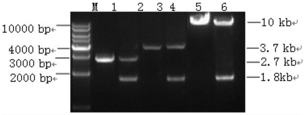 A kind of Agrobacterium transformation vector composition for obtaining marker-free transgenic plants and its application