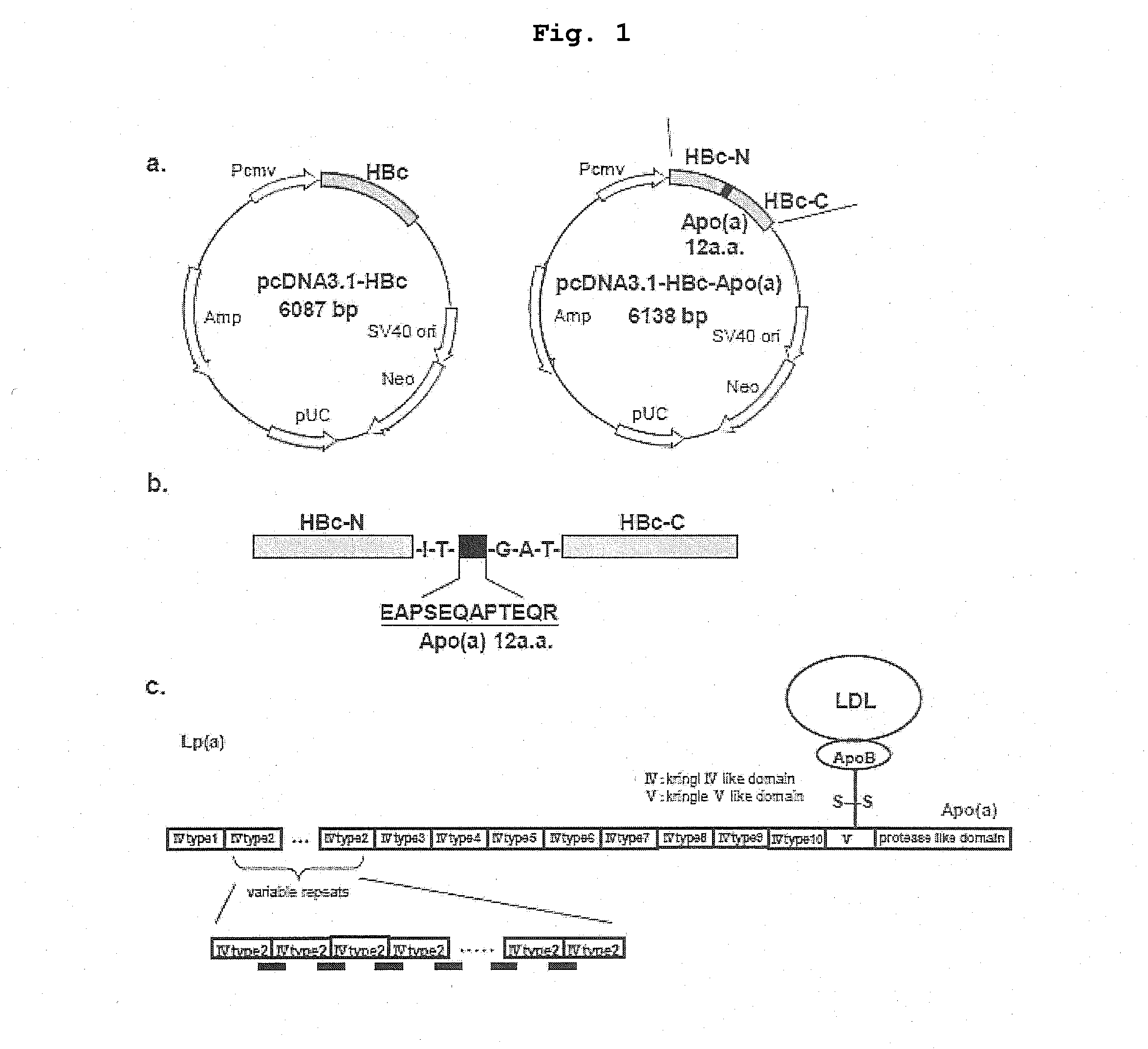DNA VACCINE CONTAINING SPECIFIC EPITOPE OF APOLIPOPROTEIN (a)