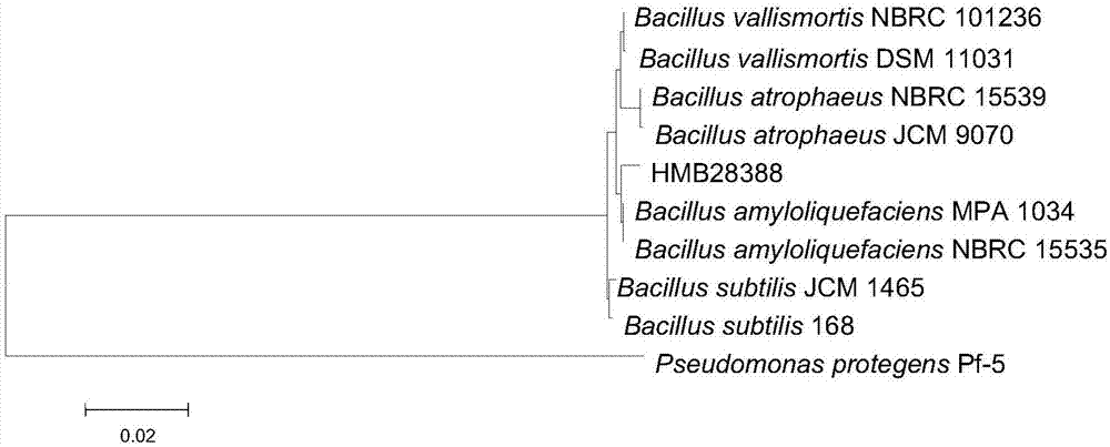 Bacillus amyloliquefaciens HMB28388 and application thereof