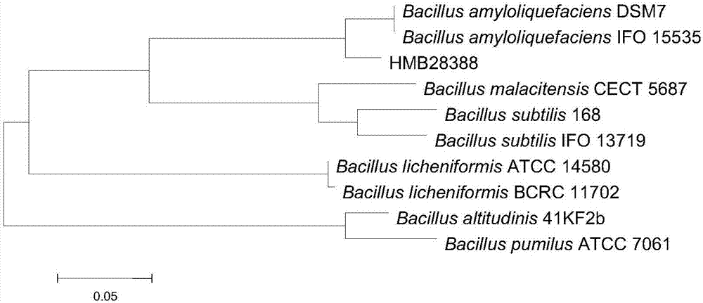 Bacillus amyloliquefaciens HMB28388 and application thereof