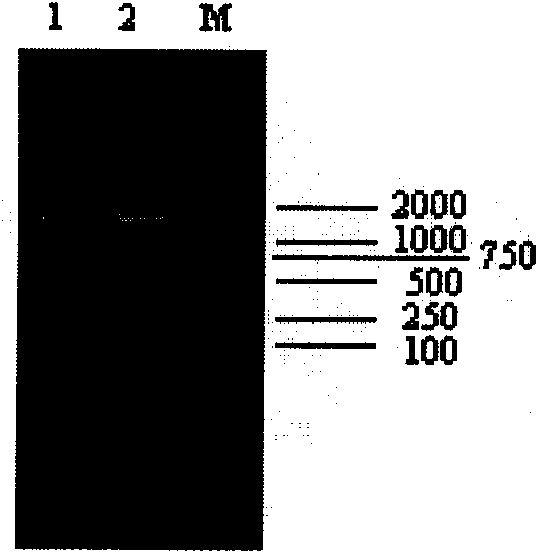 Method for constructing universal carrier of I type poultry Marek's virus vaccine strain gene engineering and application thereof