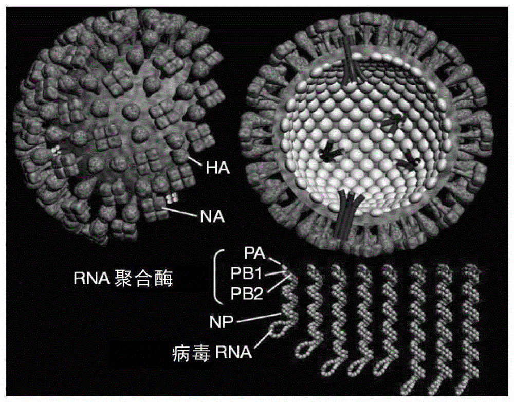 A broad-spectrum neutralizing molecule 1f2 against influenza virus
