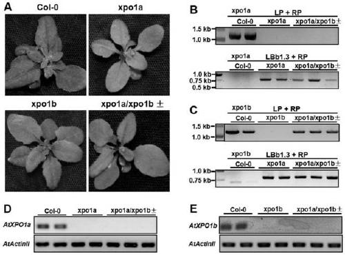 Cultivation and application methods of arabidopsis xpo1a/xpo1b+- double mutant