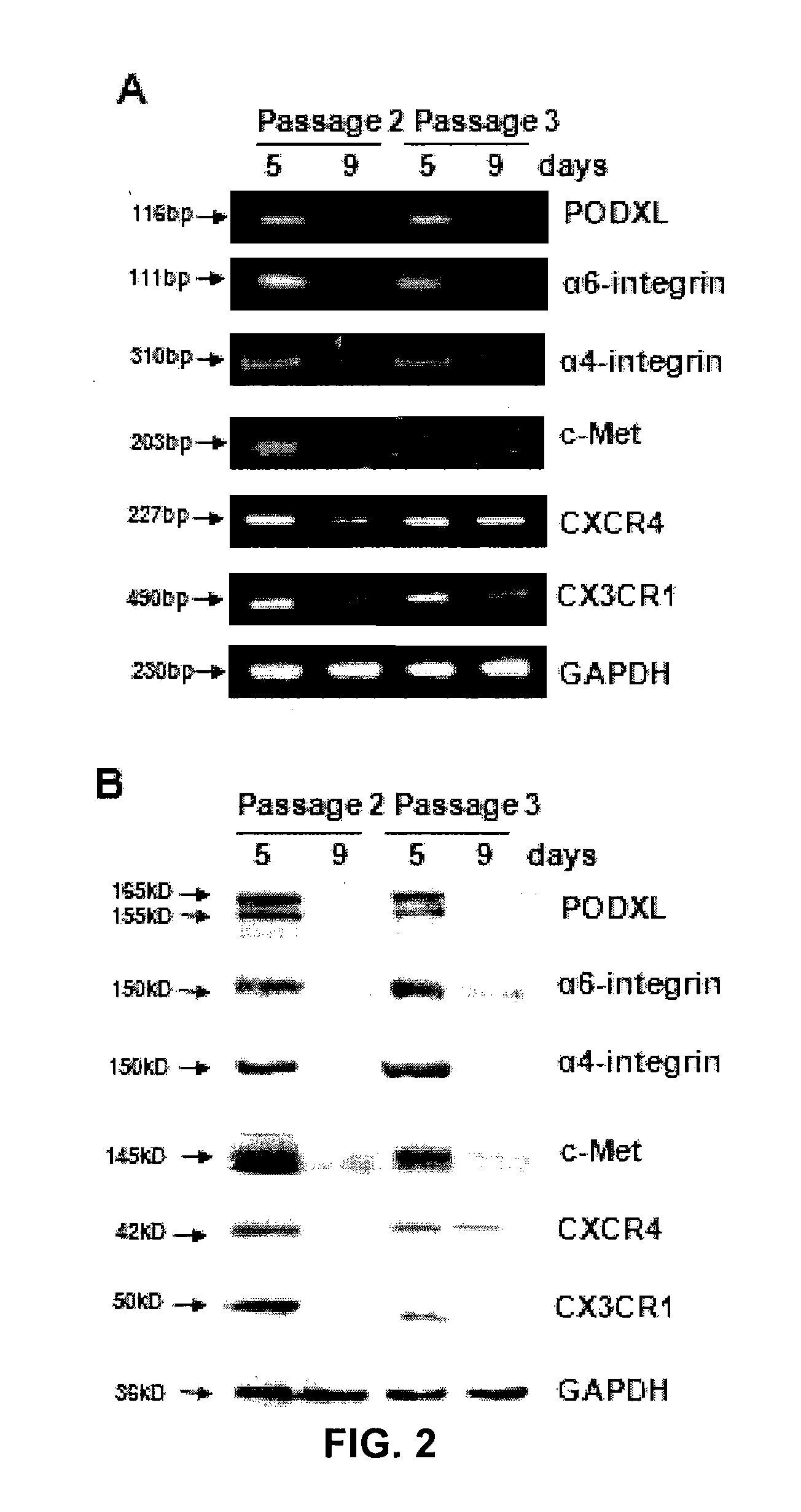 Mesenchymal stem cells, compositions, and methods for treatment of cardiac tissue damage