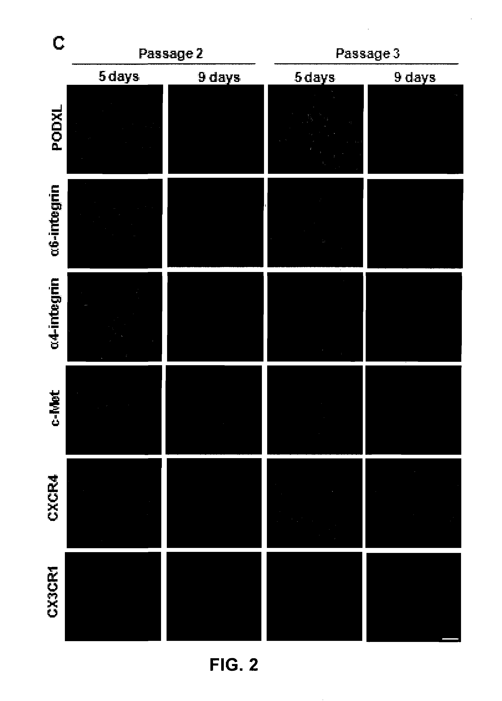 Mesenchymal stem cells, compositions, and methods for treatment of cardiac tissue damage