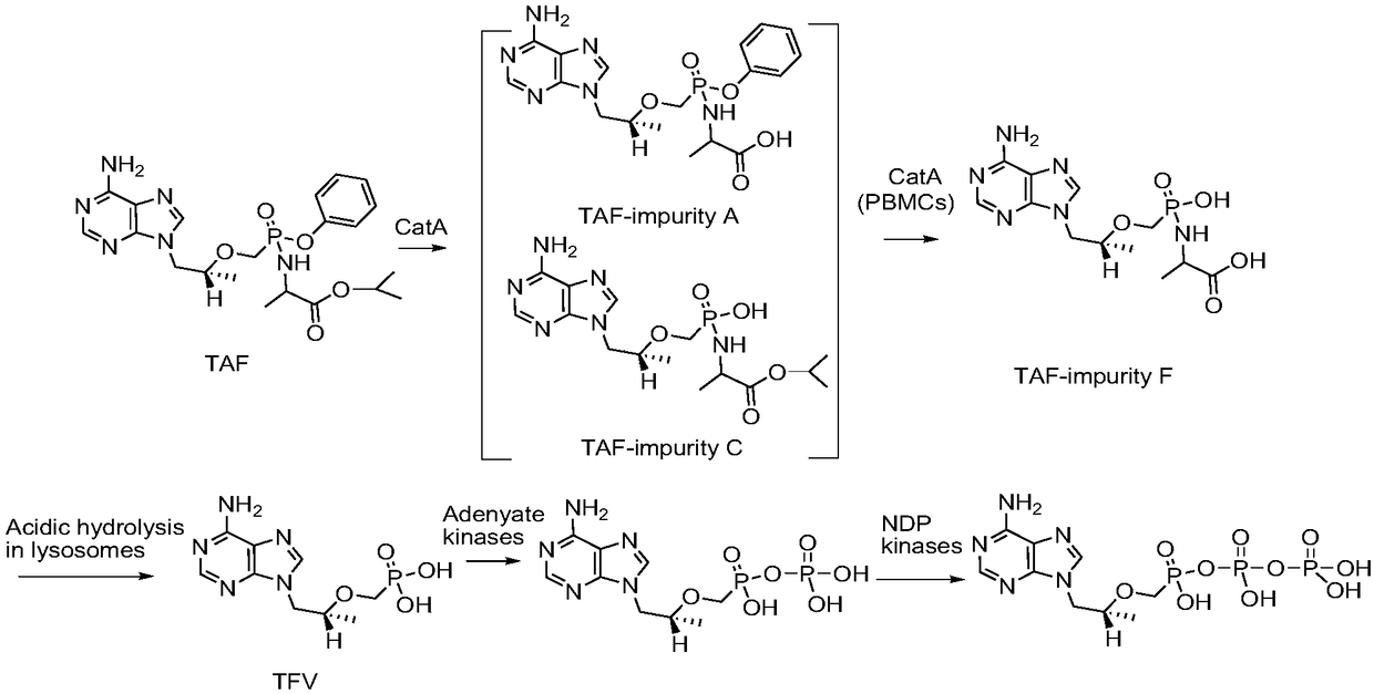Synthesis method of potential impurities in production of tenofovir alafenamide hemifumarate