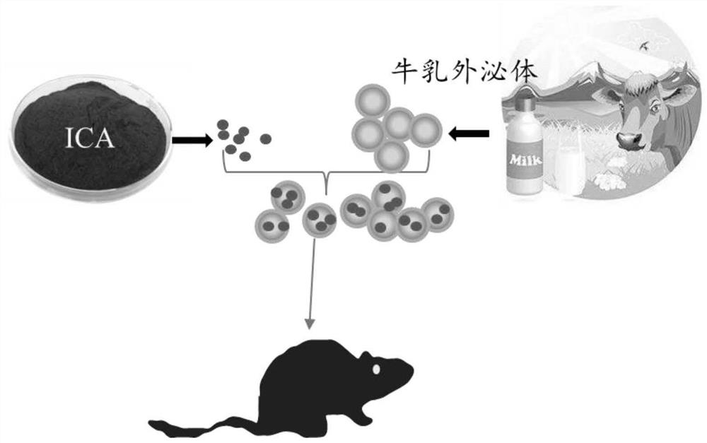 Preparation and application of milk exosome loaded icariin nano preparation