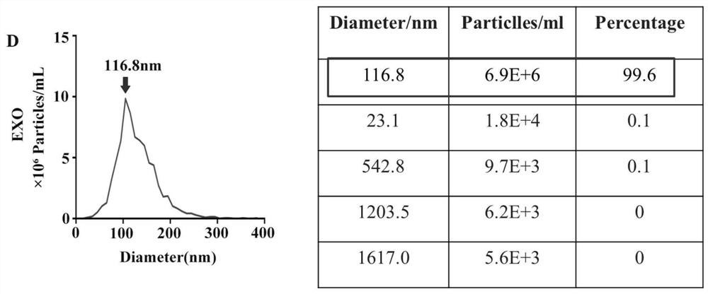 Preparation and application of milk exosome loaded icariin nano preparation