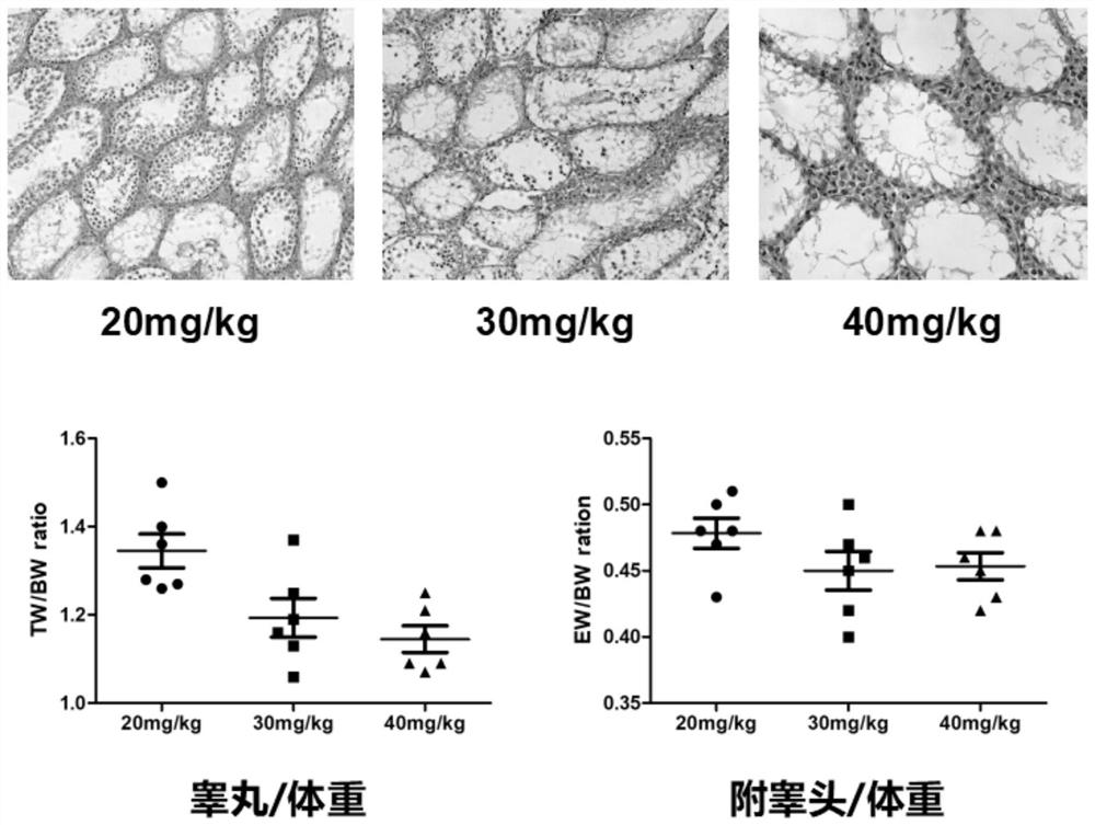 A kind of construction method of azoospermia mouse model