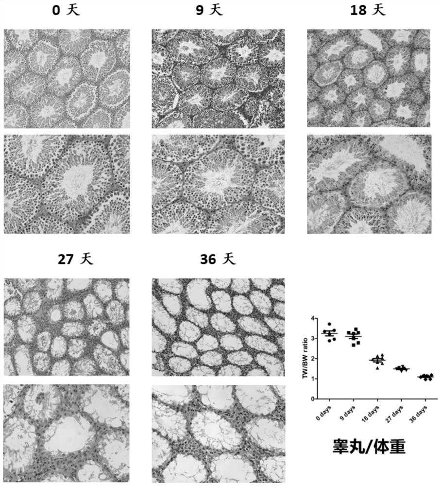 A kind of construction method of azoospermia mouse model