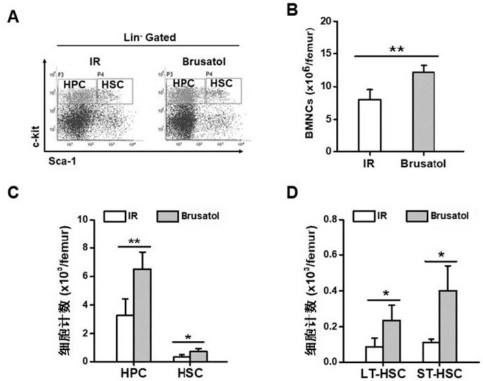 Application of brusatol in preparation of anti-radiation damage medicine