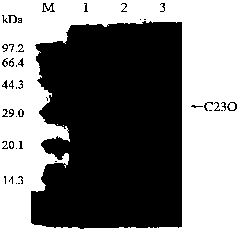 Catechol 2,3-dioxygenase gene and application thereof