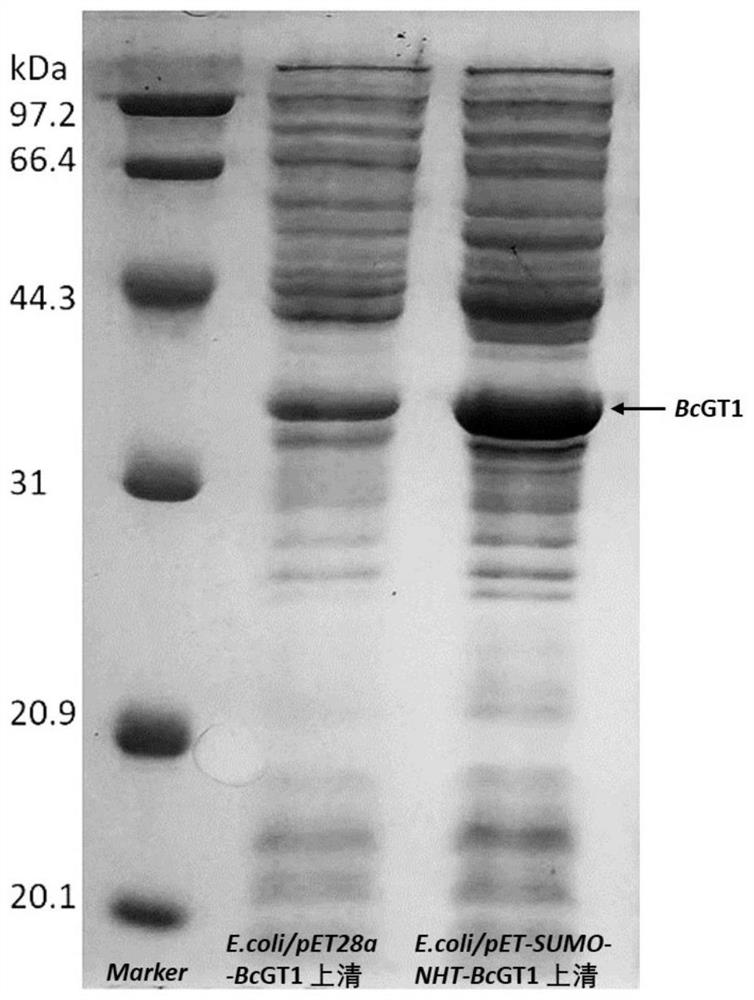 Application of glycosyl transferase mutant in directional synthesis of non-natural ginsenoside