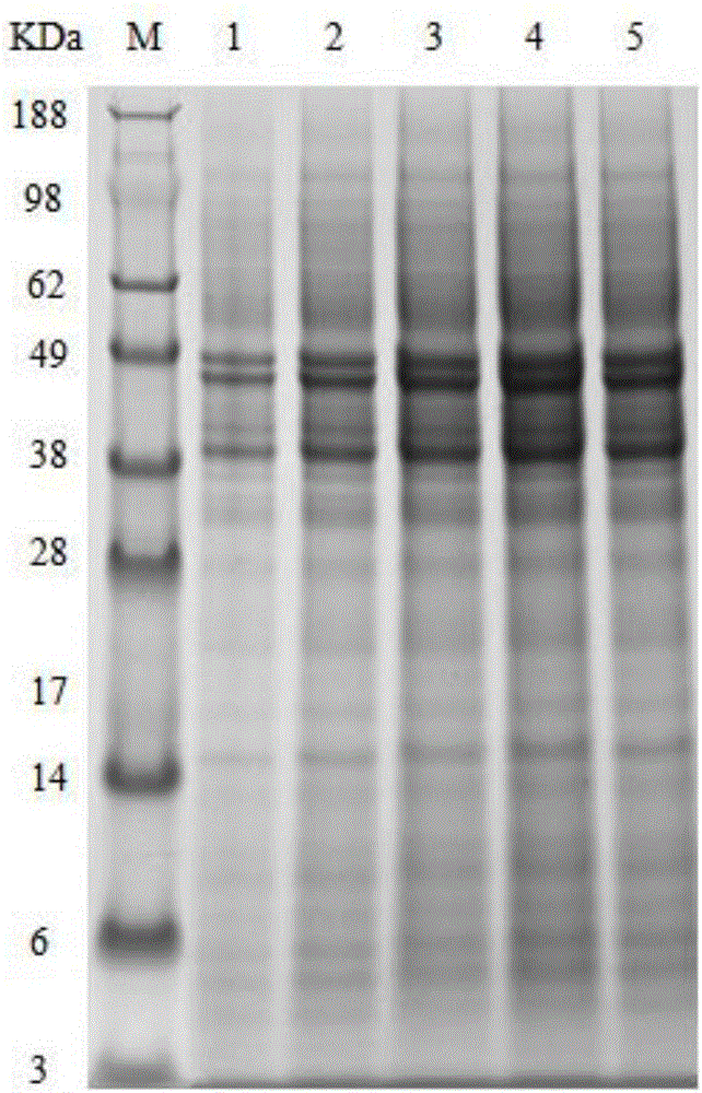 Strain for efficiently expressing alkaline pectate and construction and application thereof