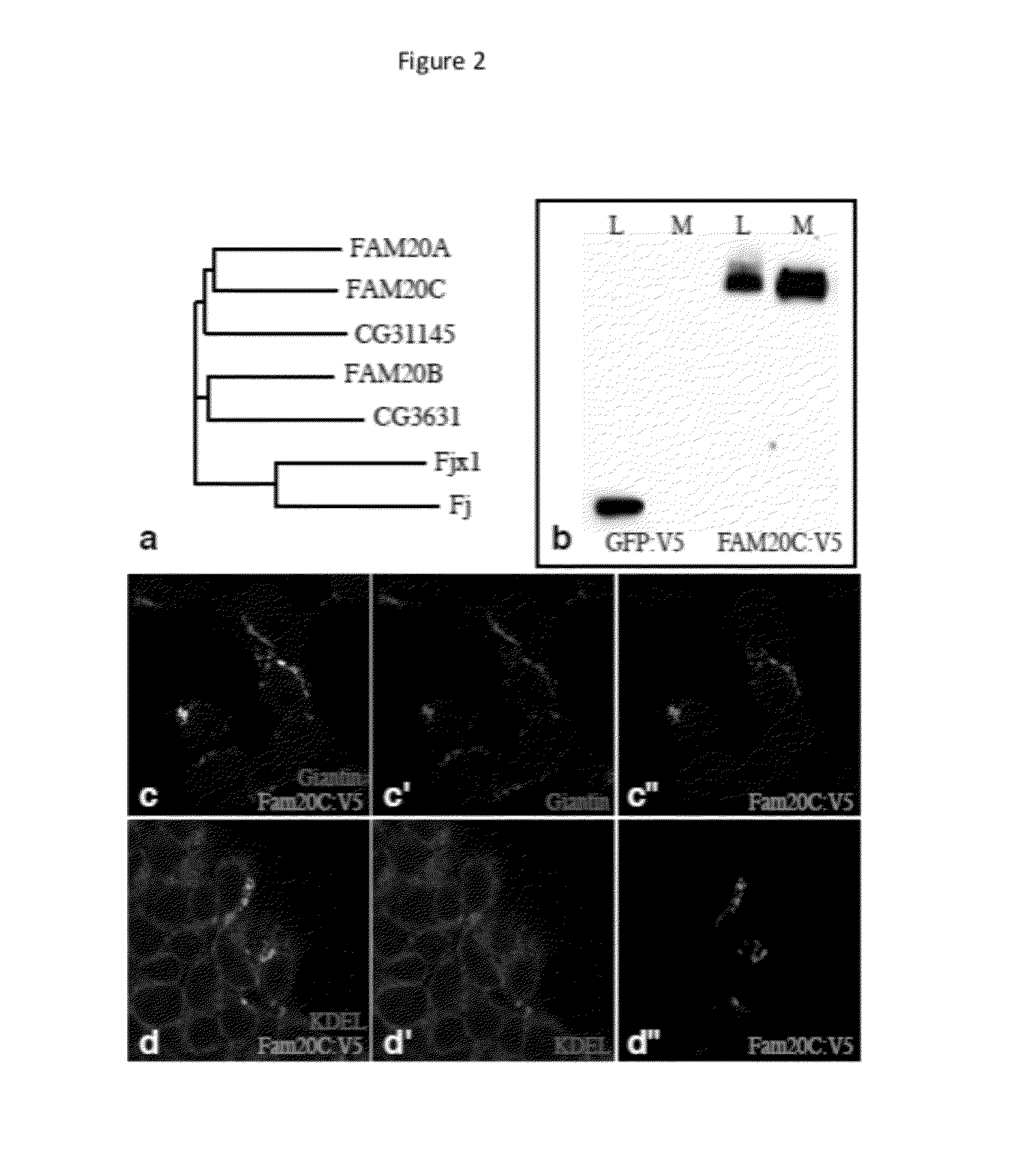 Compositions and Methods for Modulation of Bone Density and Biomineralization