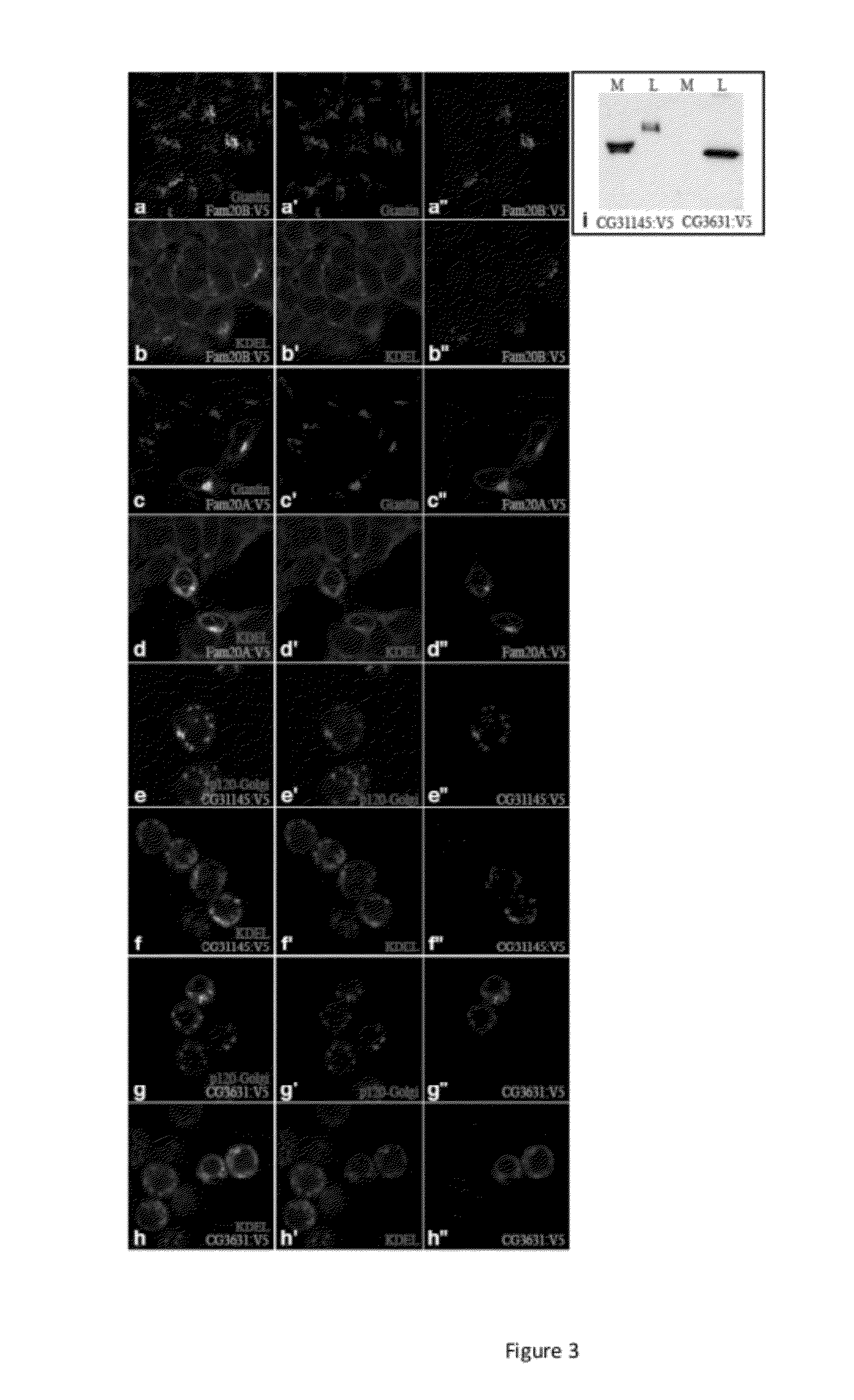 Compositions and Methods for Modulation of Bone Density and Biomineralization