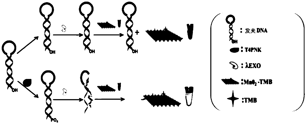 Manganese dioxide thin sheet mimic enzyme sensor and its preparation method and detection method of t4pnk