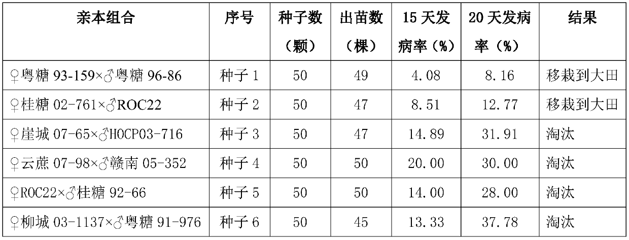 A kind of breeding method of sugarcane hybrid strain resistant to tip rot