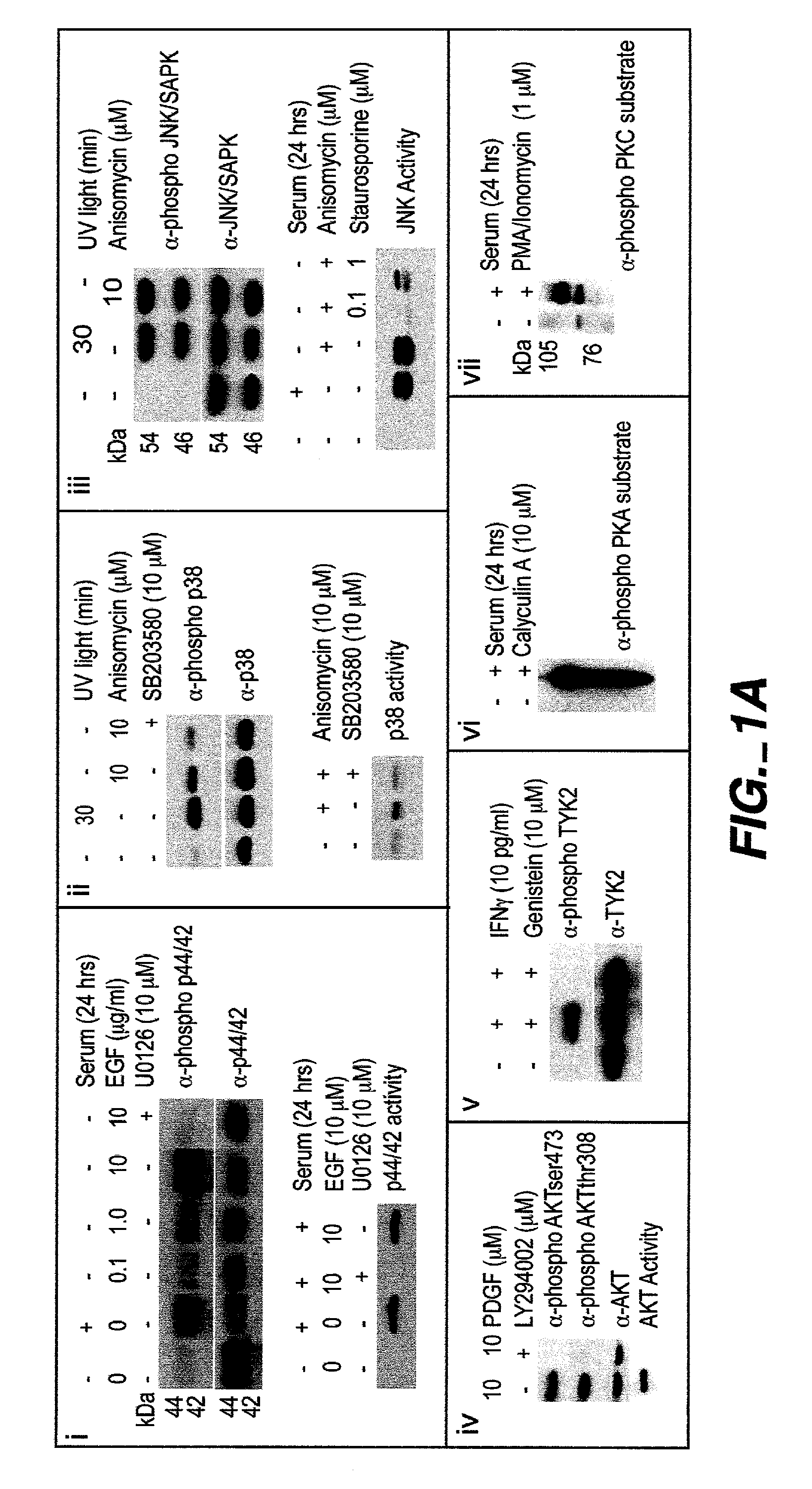 Methods and compositions for detecting the activation state of multiple proteins in single cells