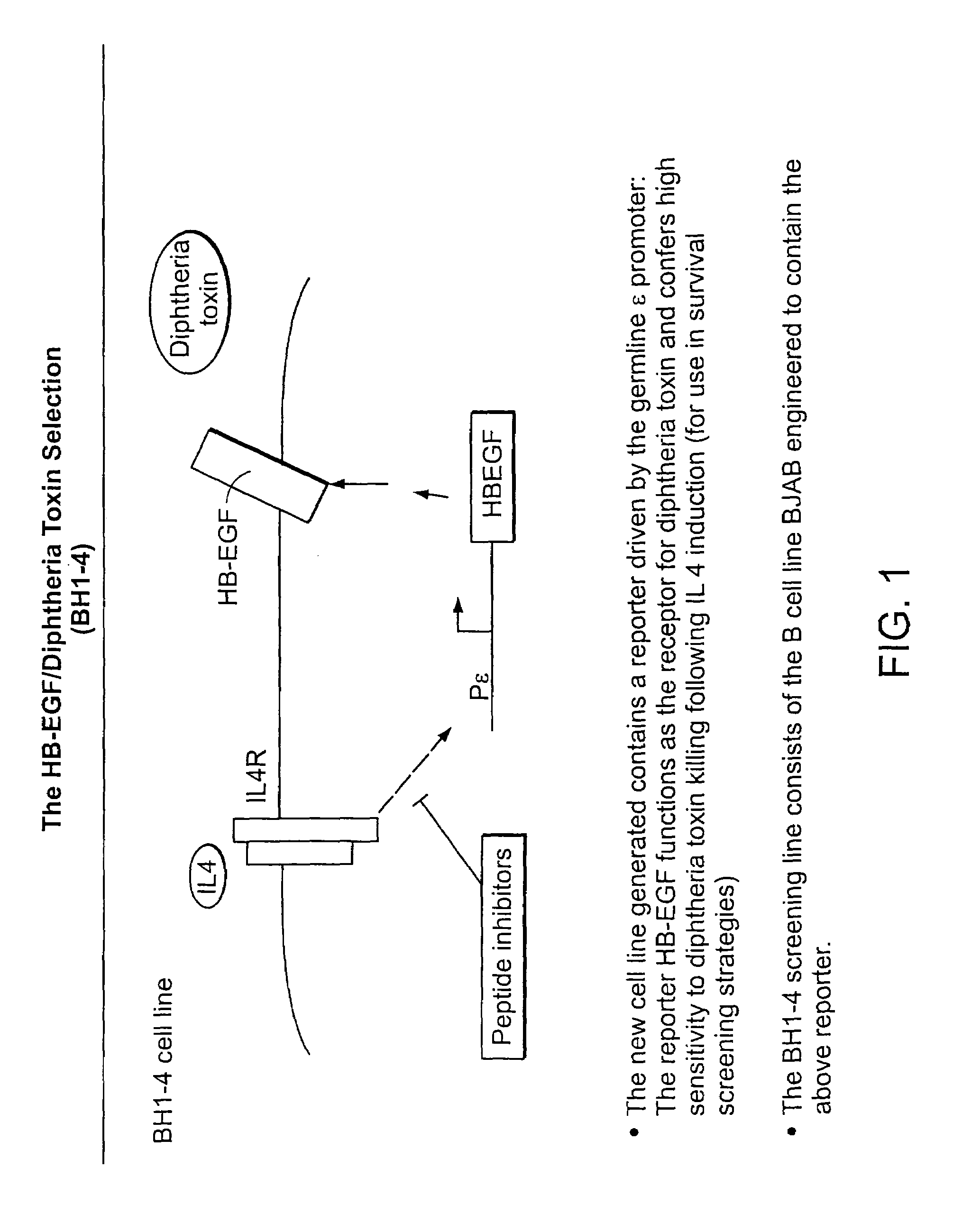 Methods and compositions for screening for altered cellular phenotypes