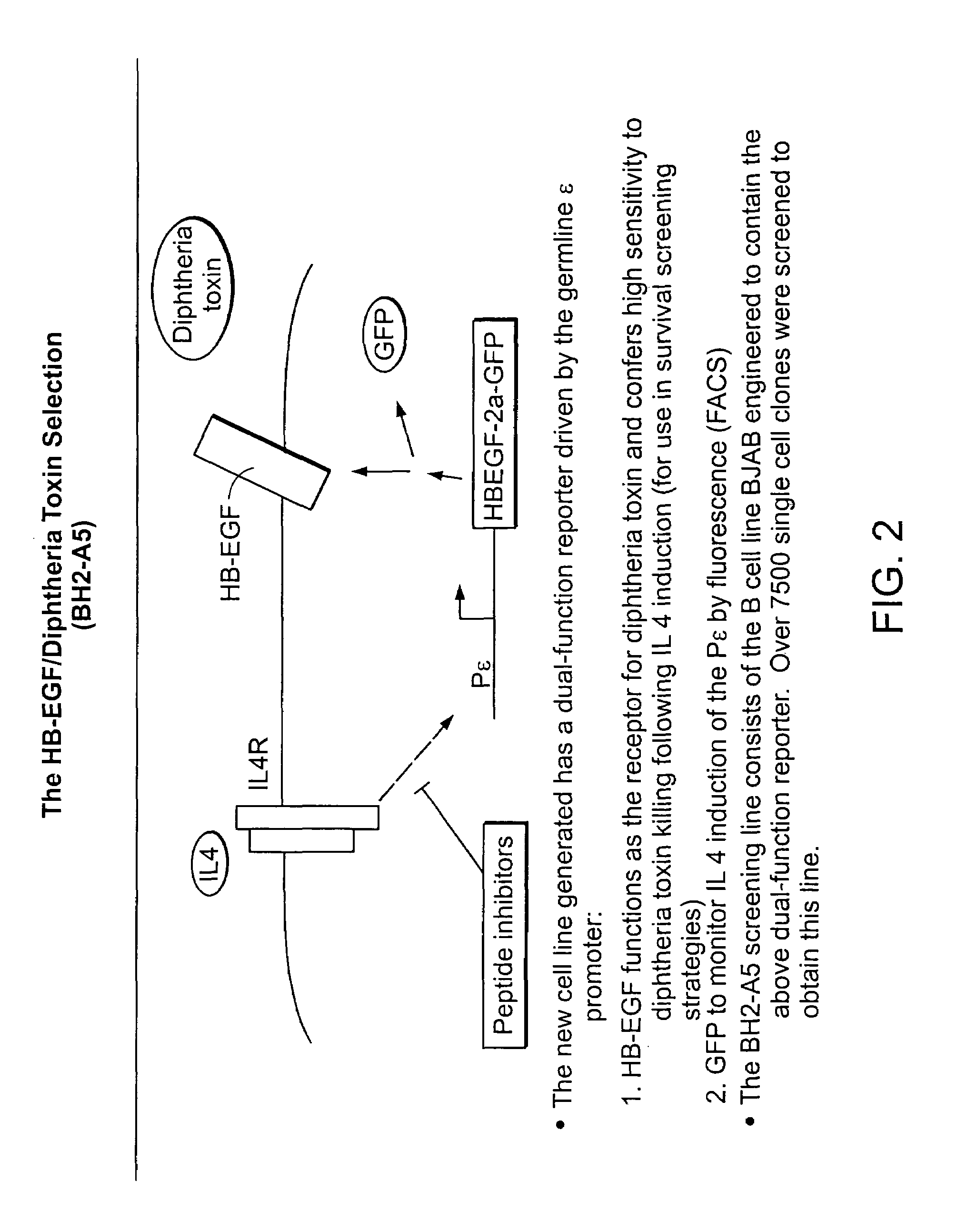 Methods and compositions for screening for altered cellular phenotypes