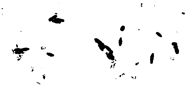 Preparation and application method of seed biostimulant SB-MGW6