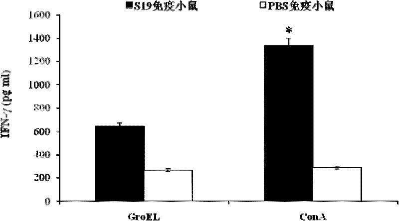 Application of Brucella GroEL protein and method for recombinant expression of Brucella GroEL protein