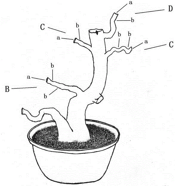 Cultivation method of tea tree bonsai with multicolor bud leaves