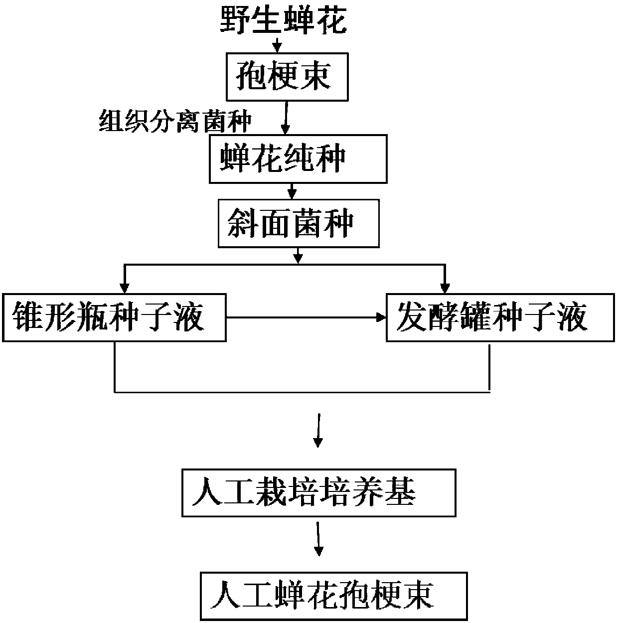 Drug composition for treating and preventing intestinal mucosa damage and application