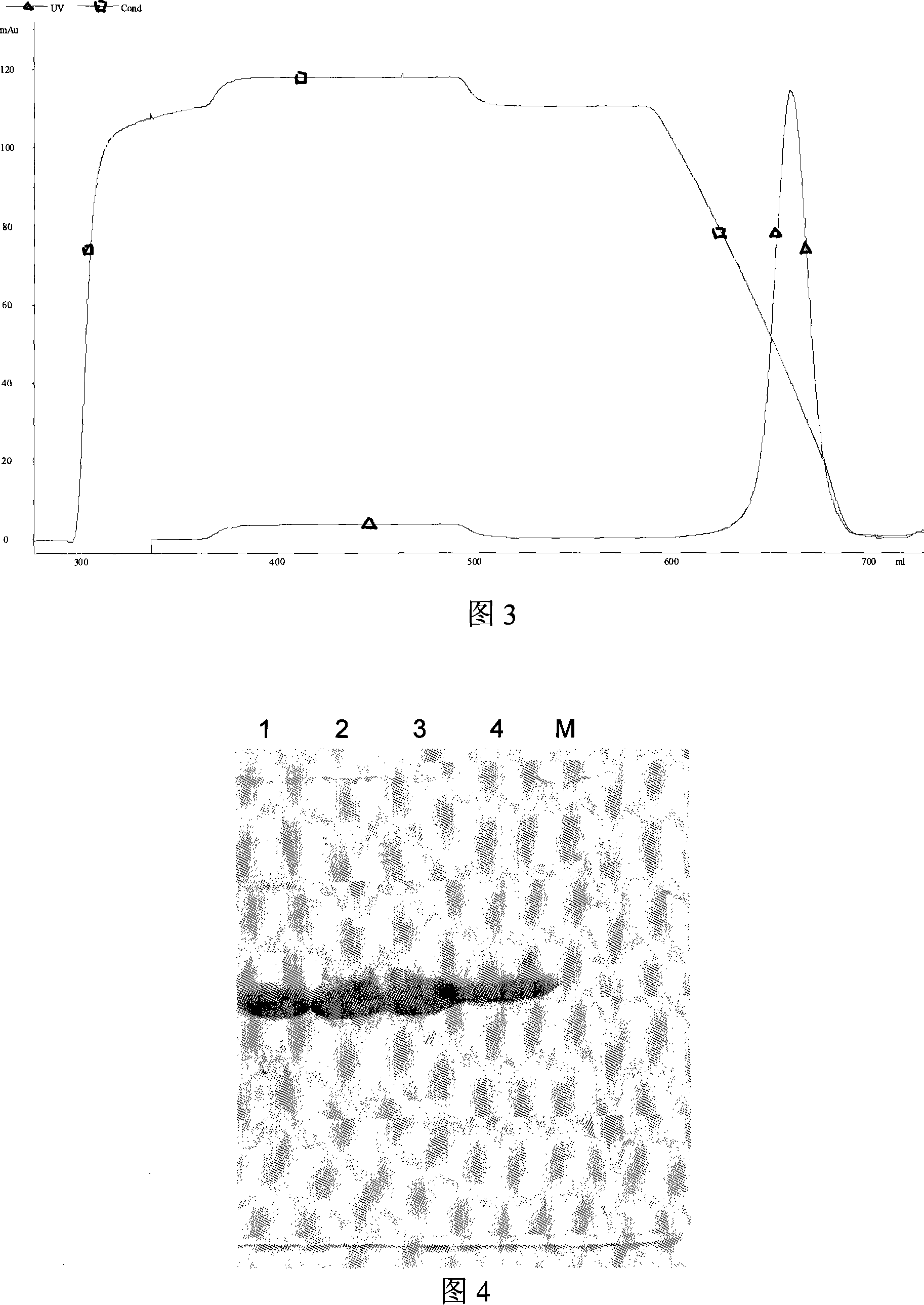 Method for preparing enzyme of dissolving staphylococcal bacteria, its derivative, and method for preparing the derivative