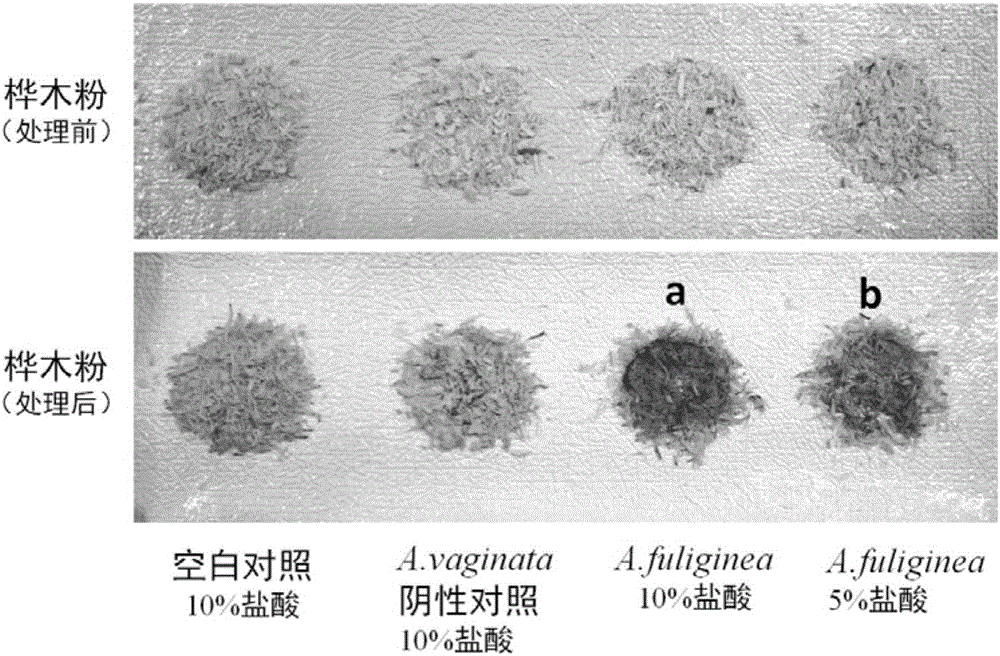 Extremely toxic mushroom rapid detection method