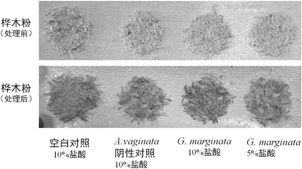 Extremely toxic mushroom rapid detection method