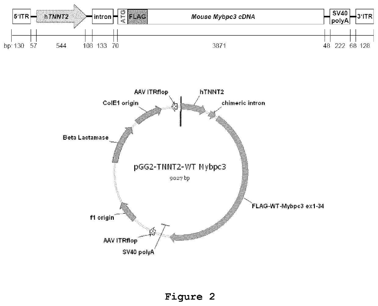 Gene-therapy vectors for treating cardiomyopathy