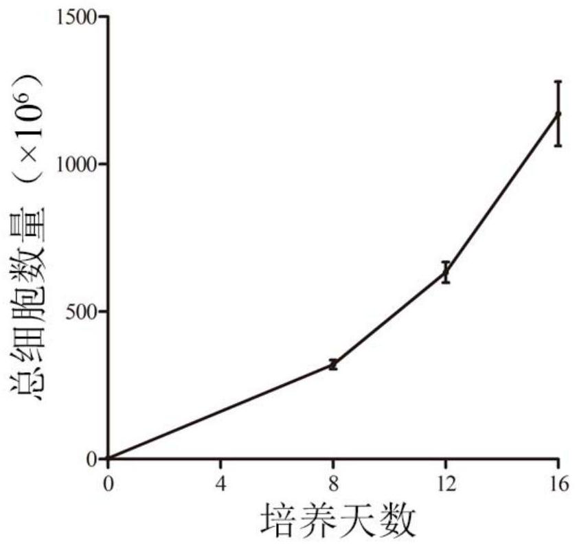 Application of CD137 antibody in preparation of drugs for promoting NK cells to express CD16 molecules