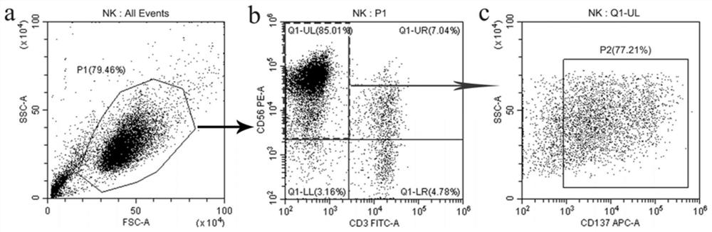 Application of CD137 antibody in preparation of drugs for promoting NK cells to express CD16 molecules