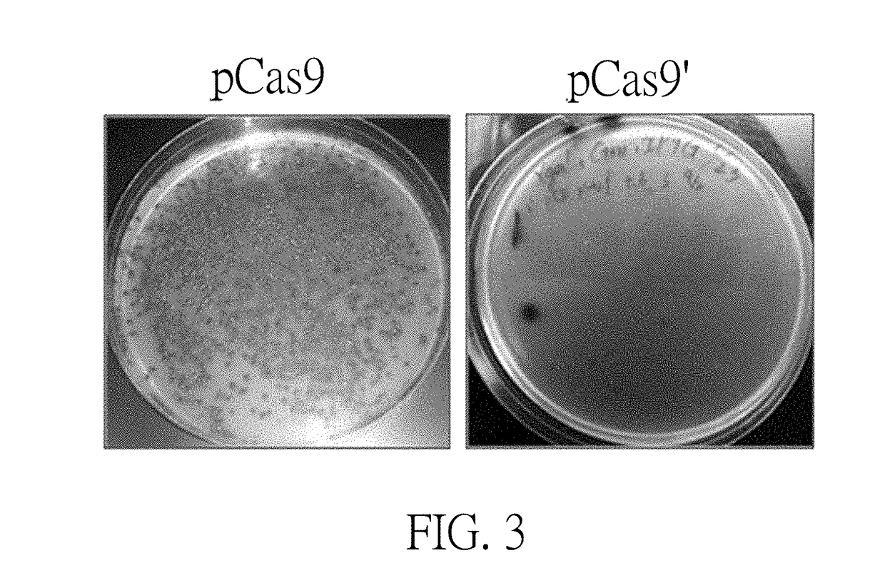 Cas9 plasmid, genome editing system and method of escherichia coli