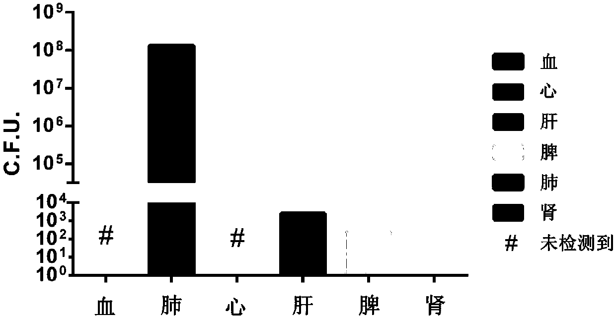 Establishment method of animal model of Pseudomonas aeruginosa infection pneumonia