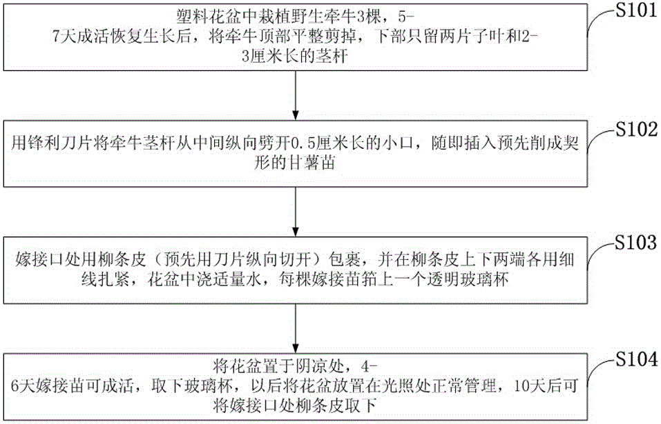 Moisture retention method for raising sweet potato and morning glory grafting survival rate