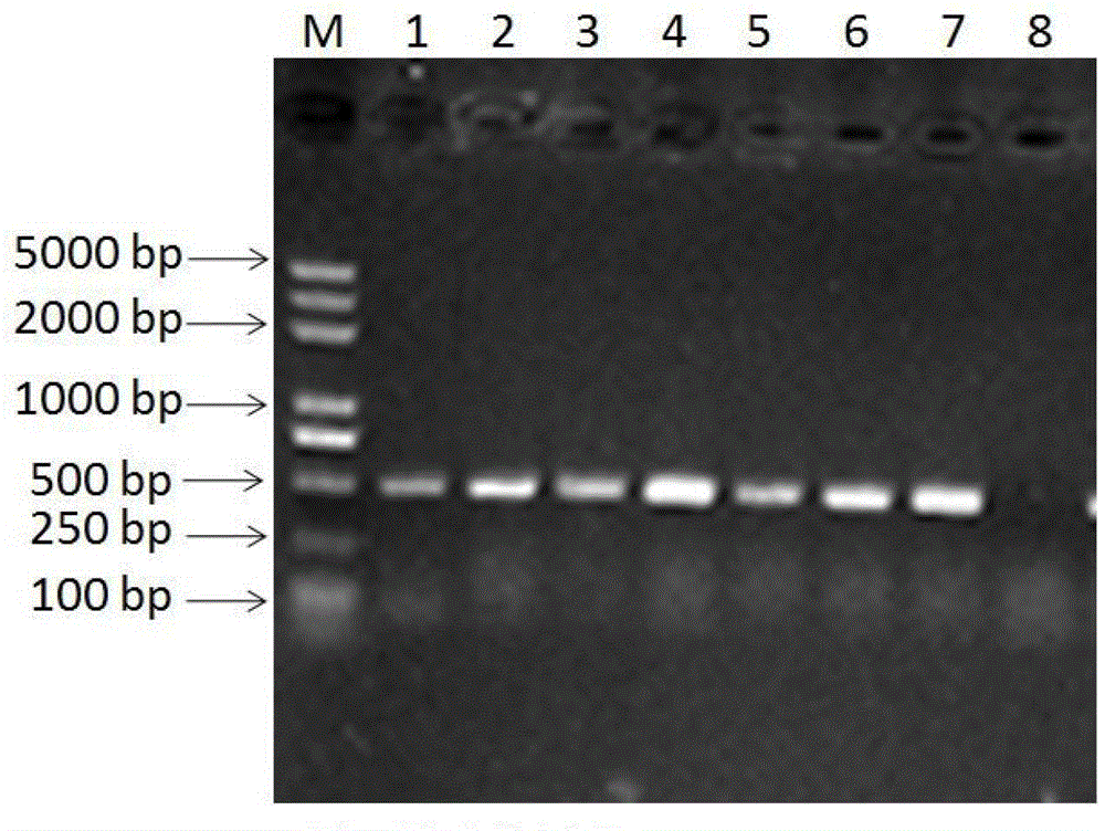 Primer pair for detecting pigeon torque teno viruses and application of primer pair