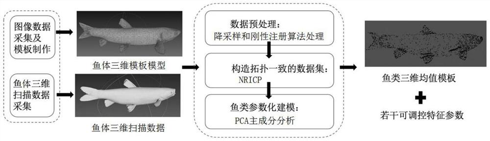 Method and system for determining a fish body model