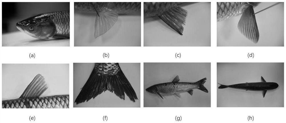 Method and system for determining a fish body model